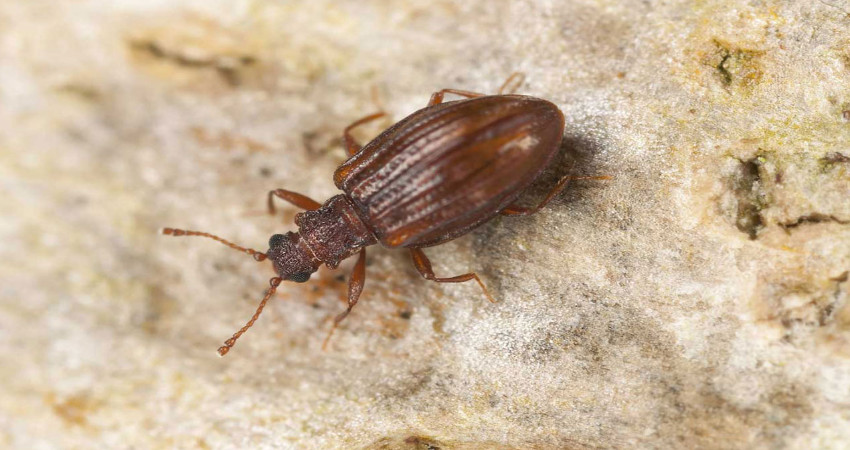 روش چهارم جلوگیری بید زدن فرش